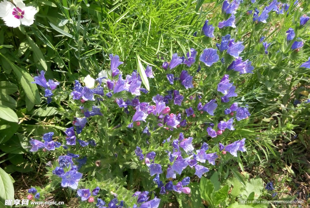 兰花草