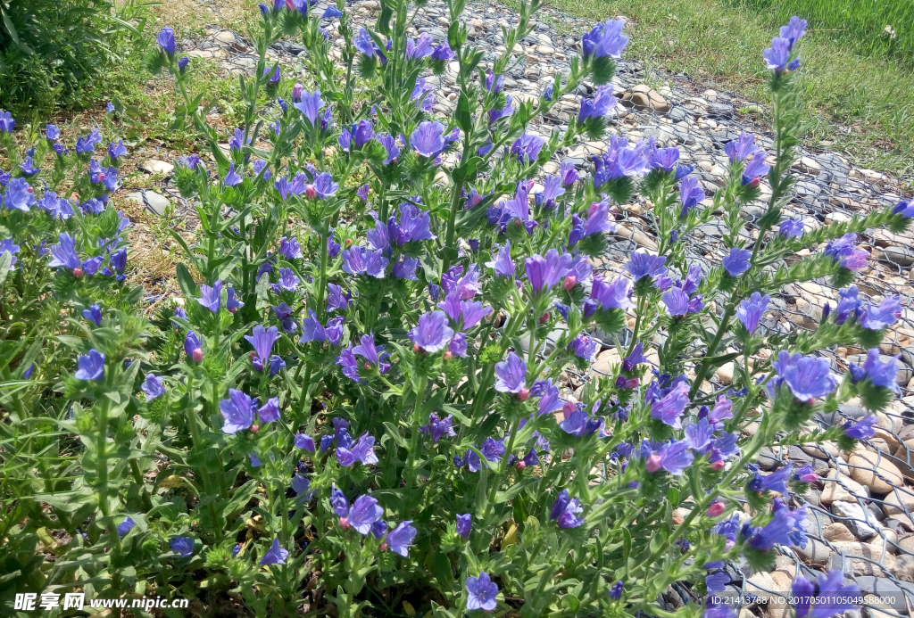兰花草