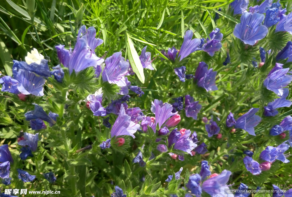 兰花草
