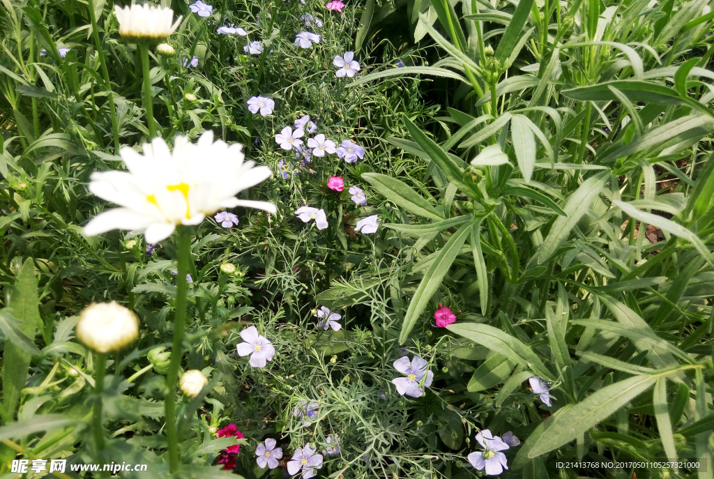 兰花草