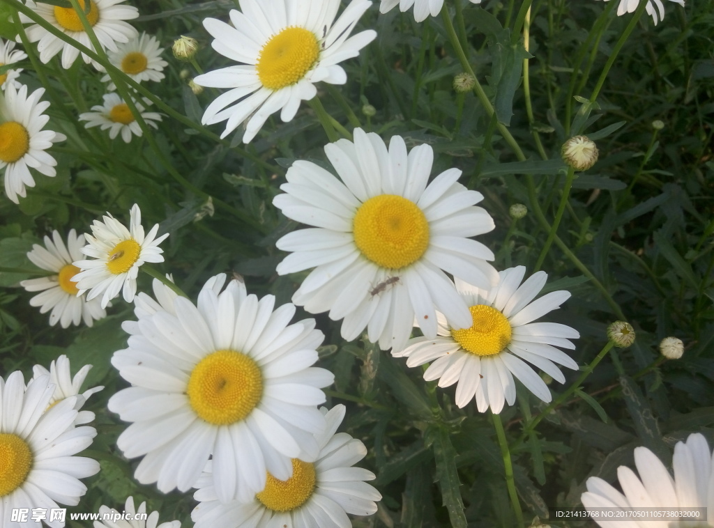 小雏菊