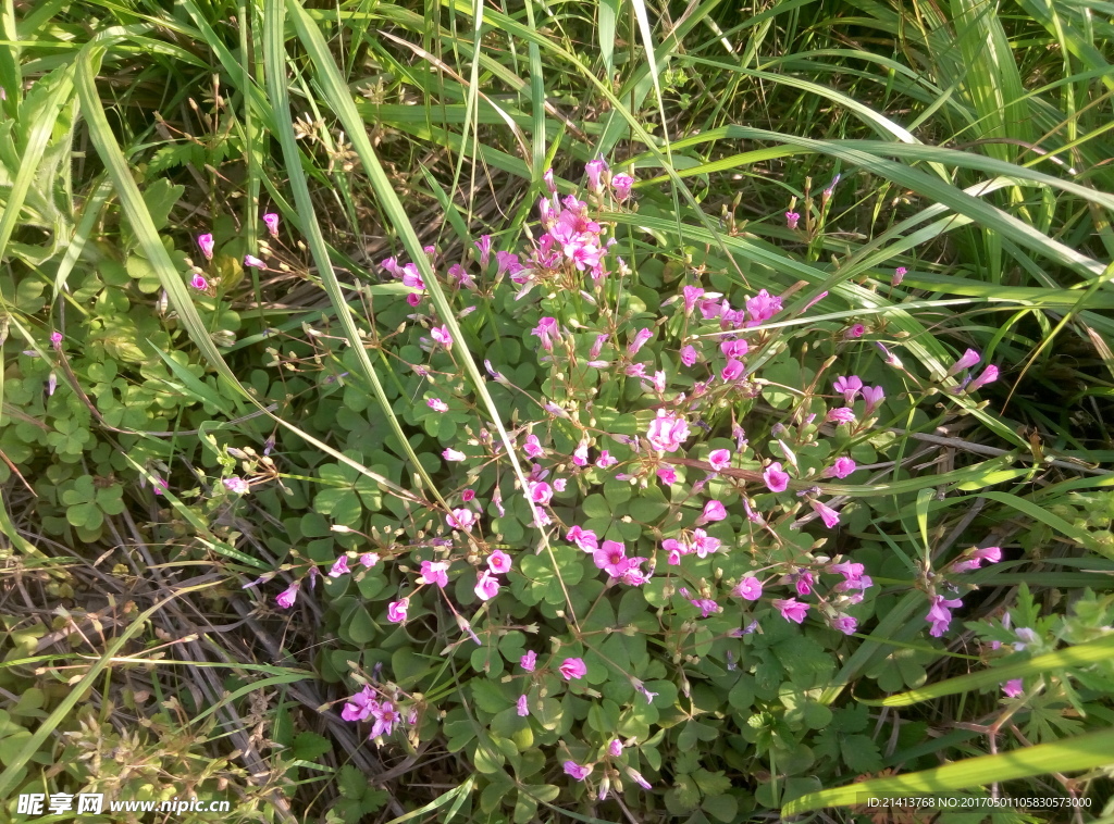 兰花草