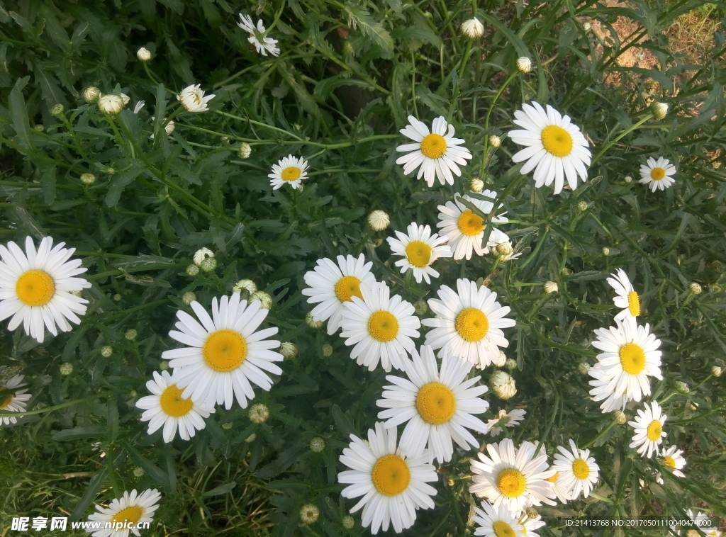 小雏菊
