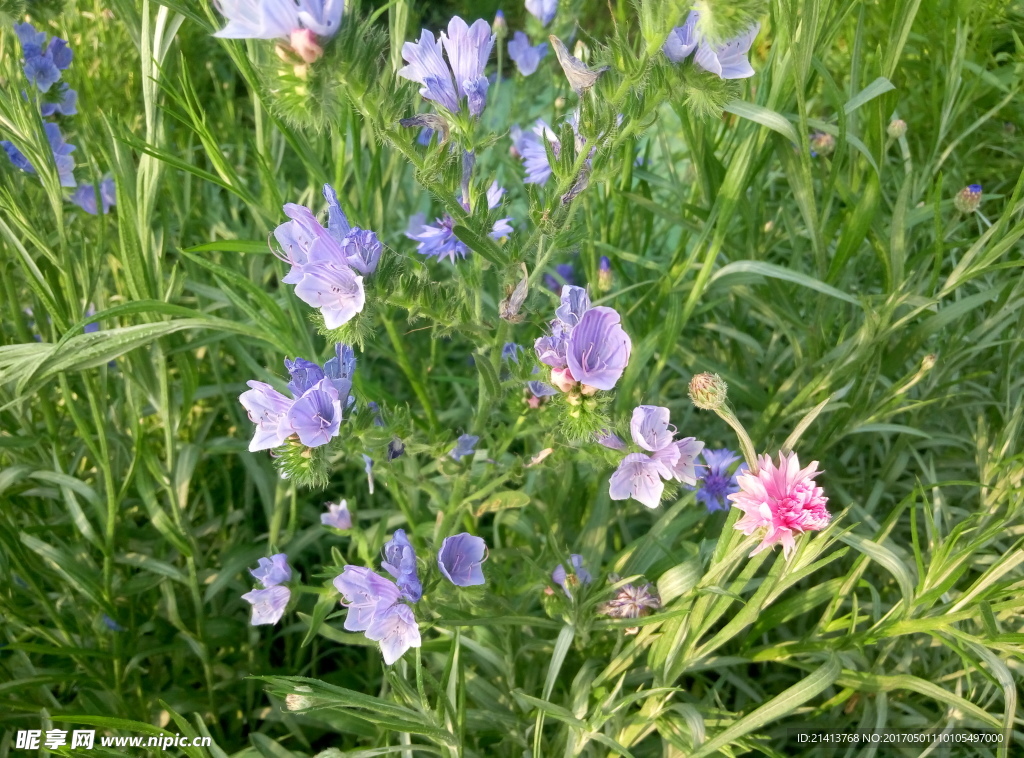 兰花草