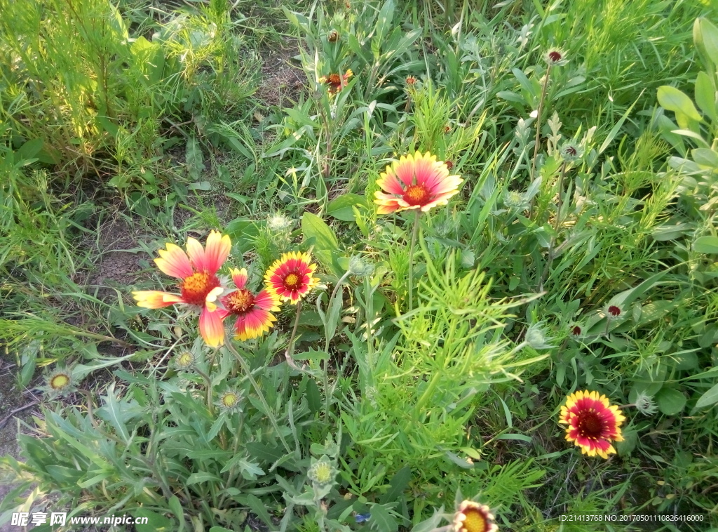 两色金鸡菊