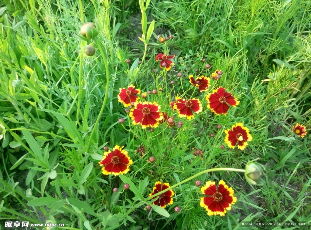 两色金鸡菊