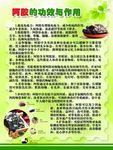 阿娇的作用于功效