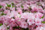 粉色杜鹃花