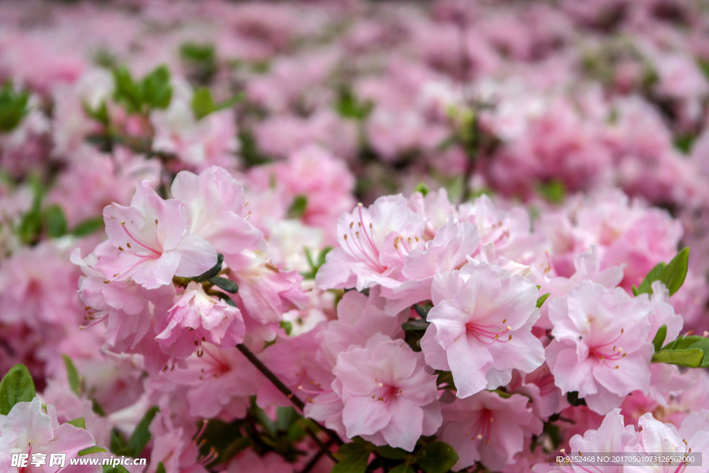 粉色杜鹃花