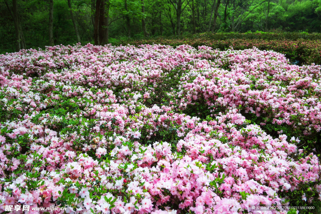 杜鹃花海