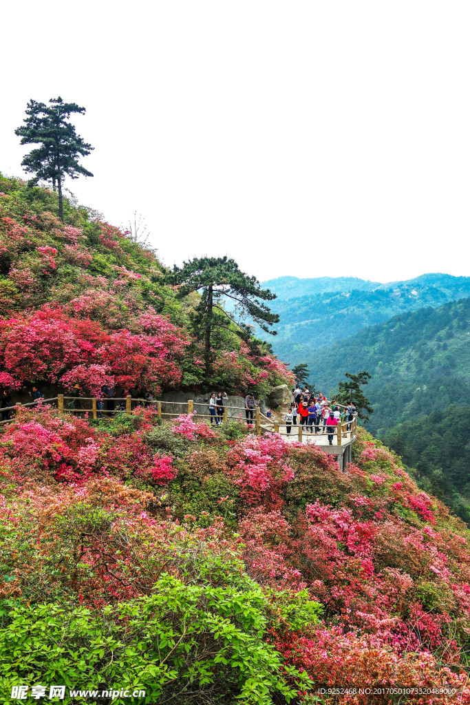 山花烂漫