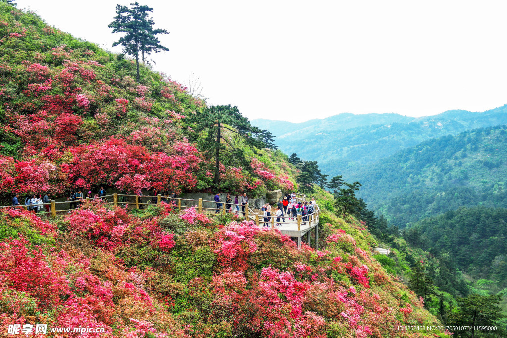武汉云雾山杜鹃