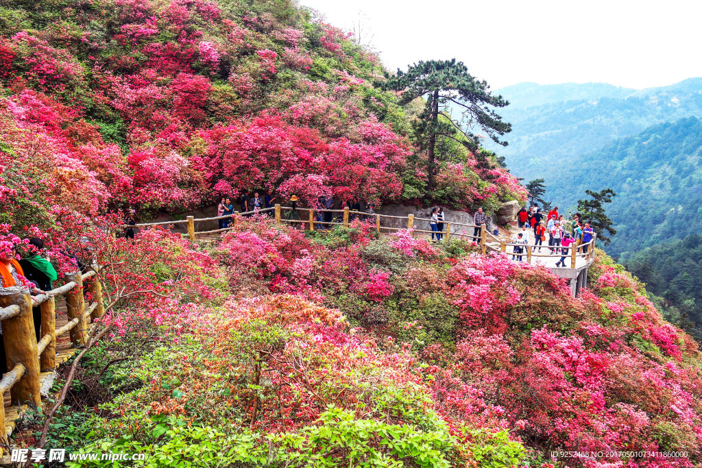 杜鹃花