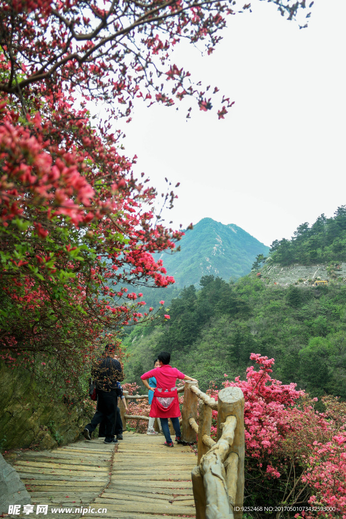 山花