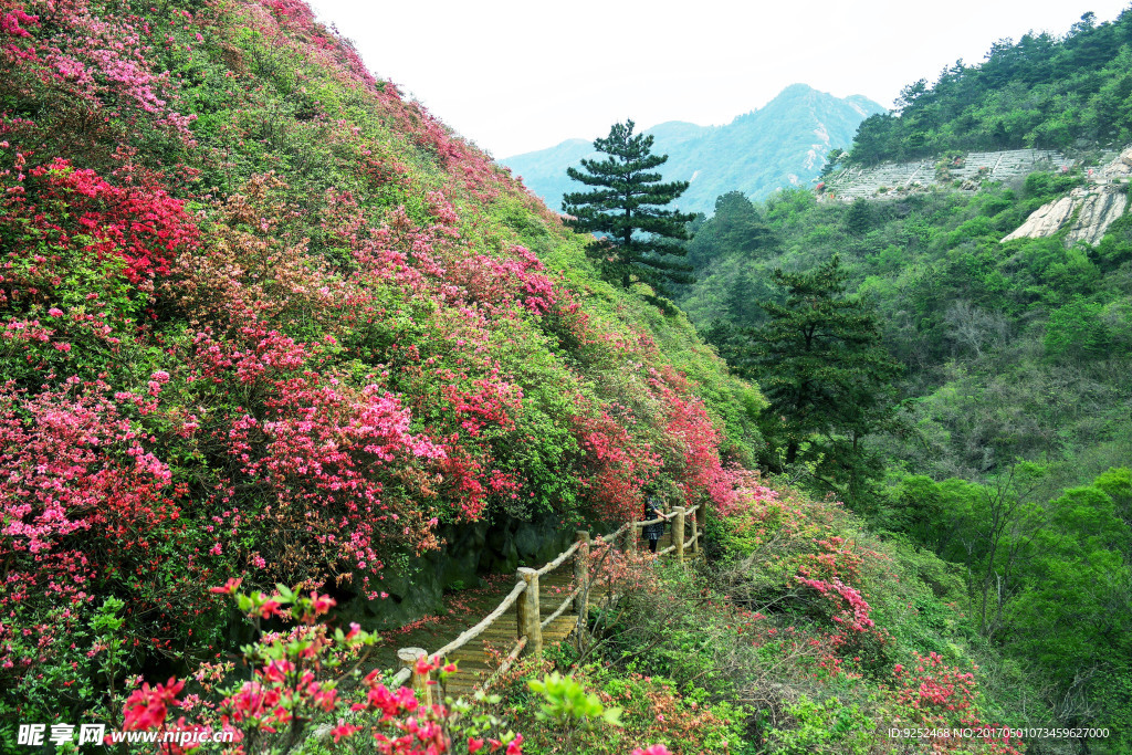 红映山