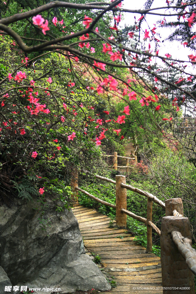 杜鹃花
