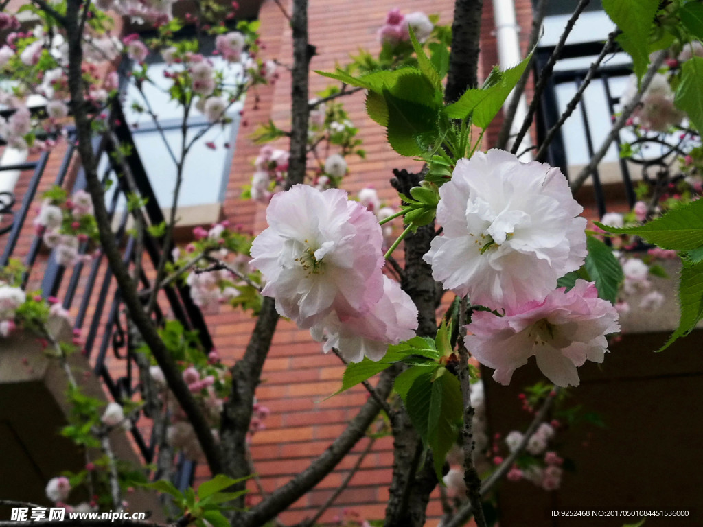 小区的樱花