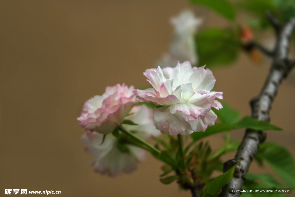 白樱花