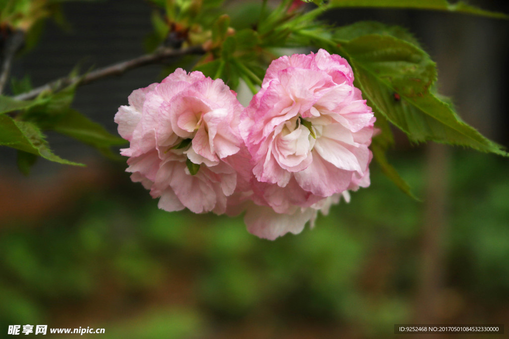 粉色樱花