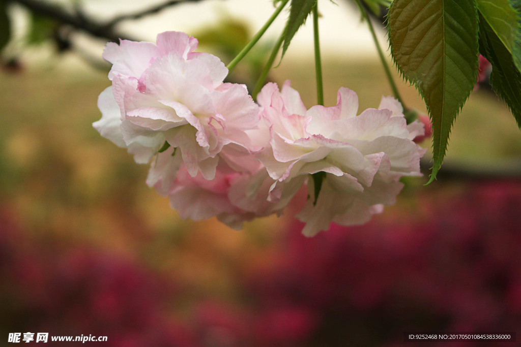 白樱花