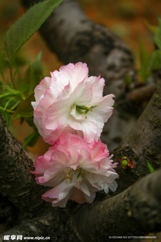 白樱花