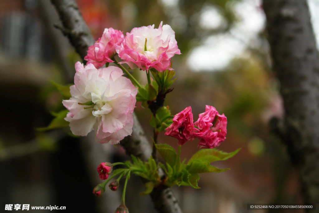 粉樱花