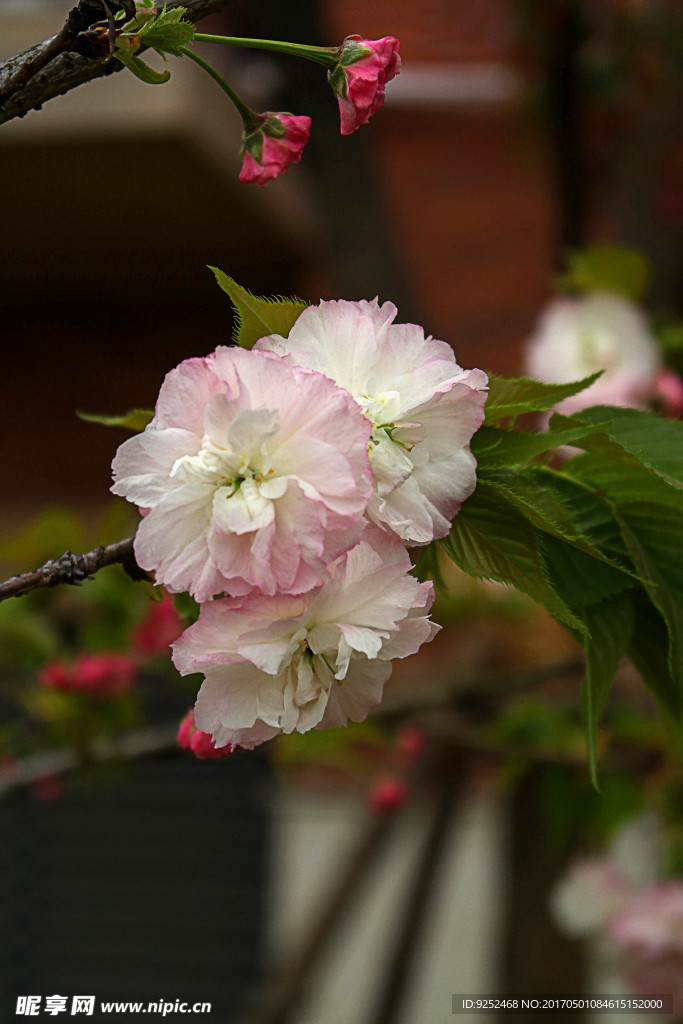 白樱花