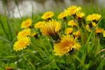 盛开的黄色野菊花图片