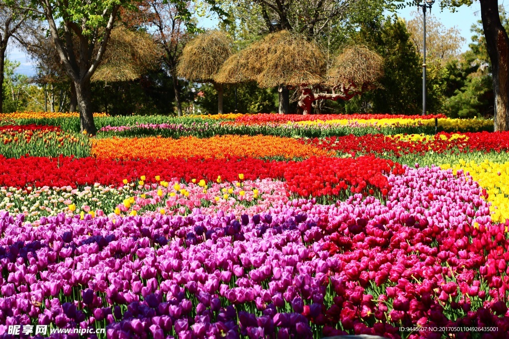 郁金香节图片