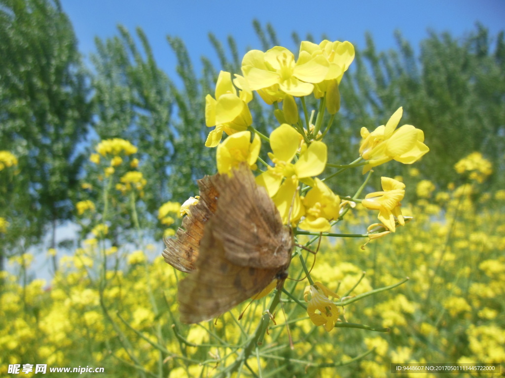 油菜花