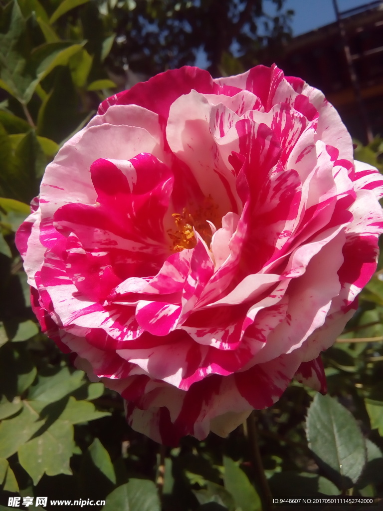 月季花