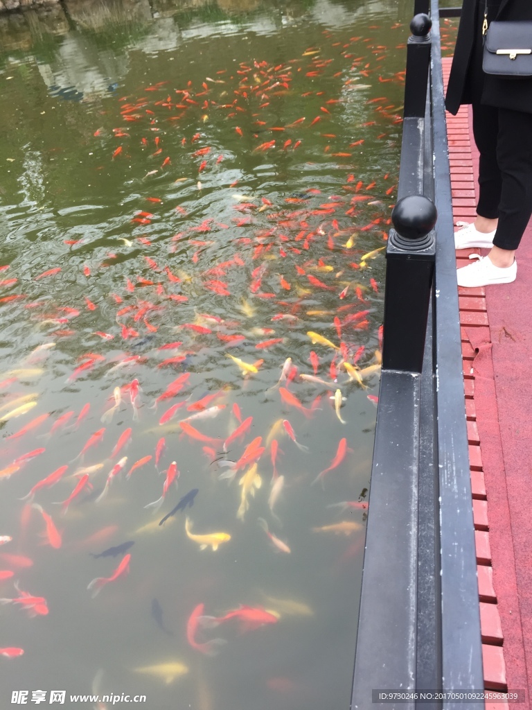 鱼儿 金鱼 各种鱼