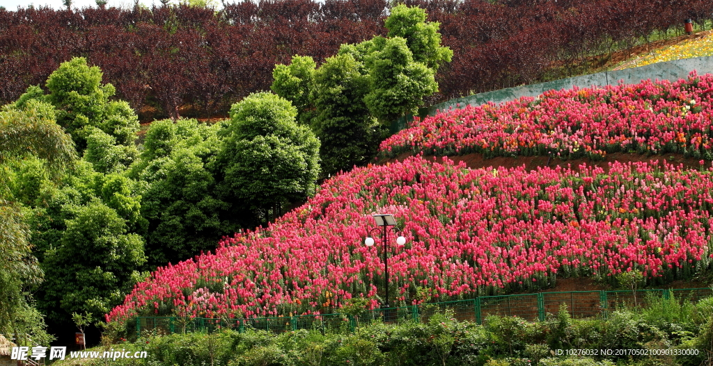 眉山桂花湖