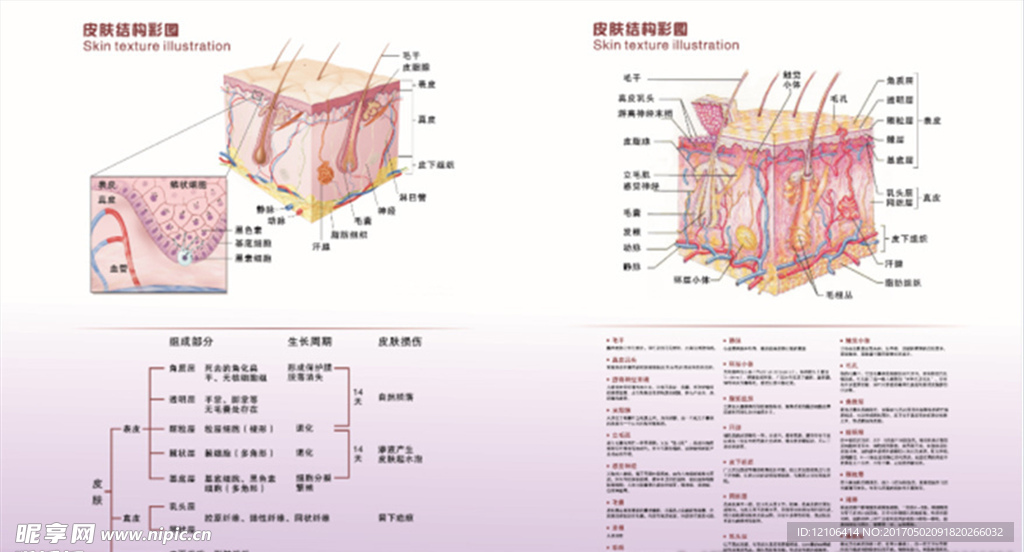 皮肤解剖结构图