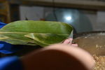 粽子