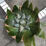 粽子
