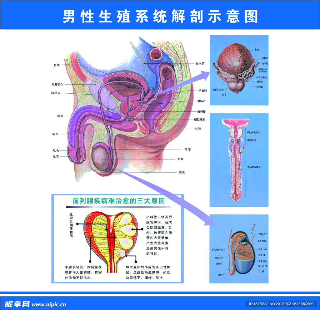 男性生殖系统解剖示意图