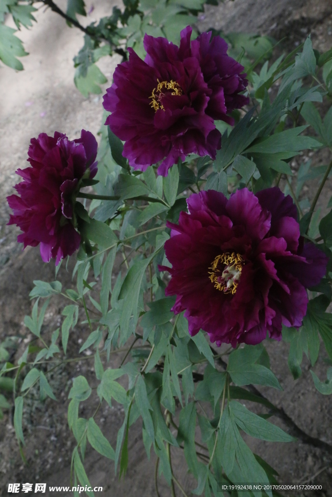 牡丹花
