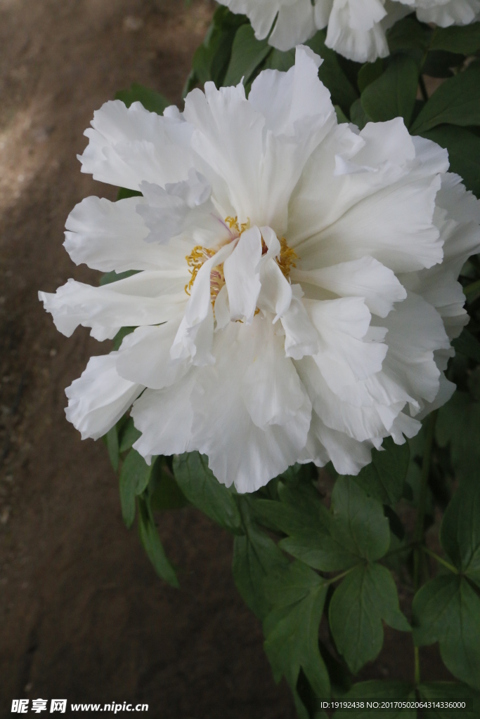 牡丹花