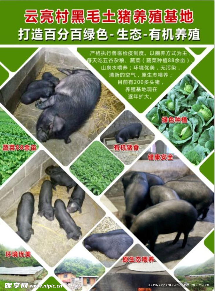 黑猪海报