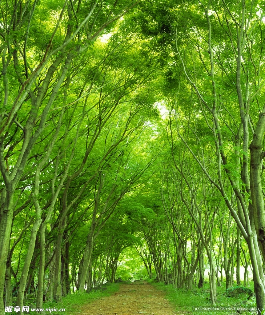 绿荫