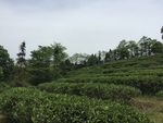 高山美丽的茶园