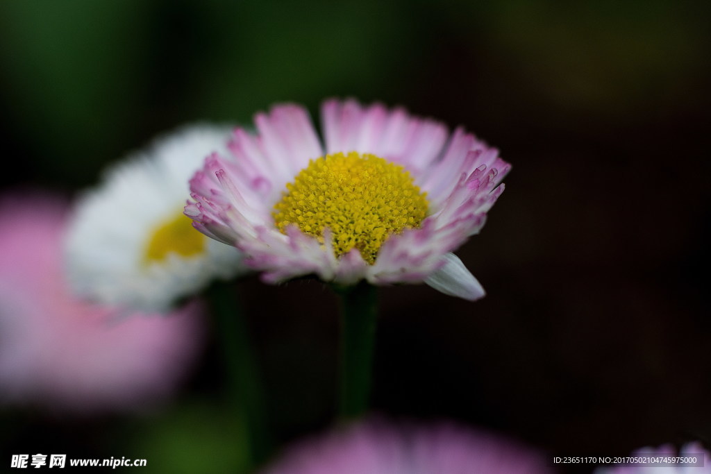 淡粉色雏菊花