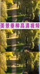 美景垂柳高清实拍延时