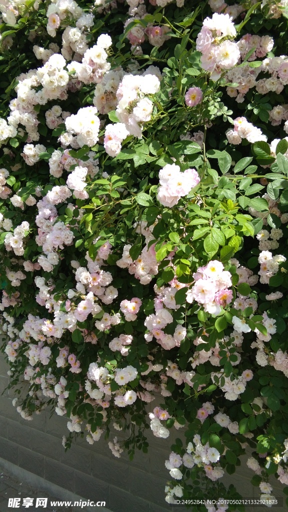 美丽的花