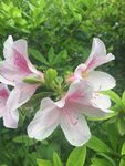 杜鹃花