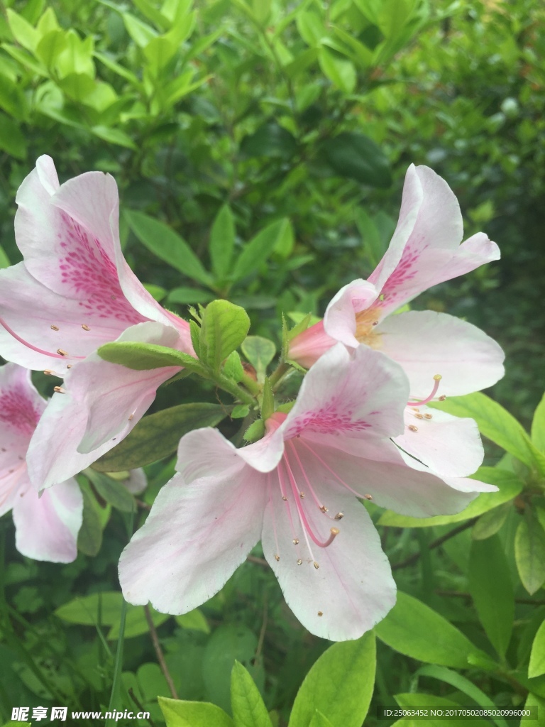 杜鹃花