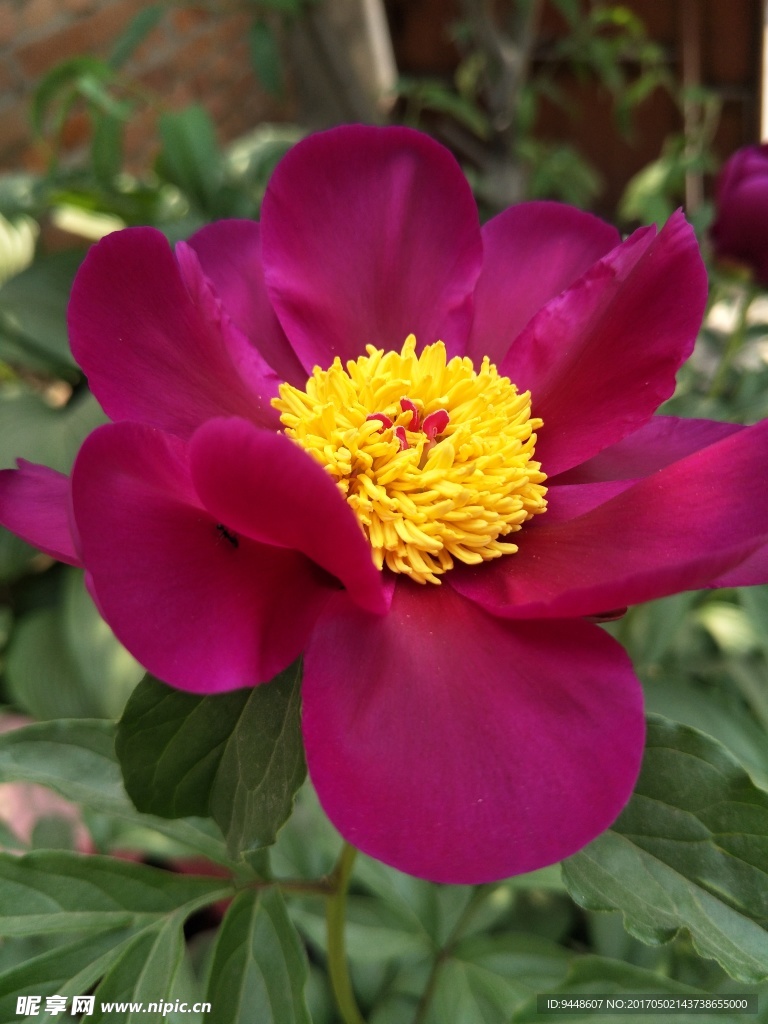 芍药花