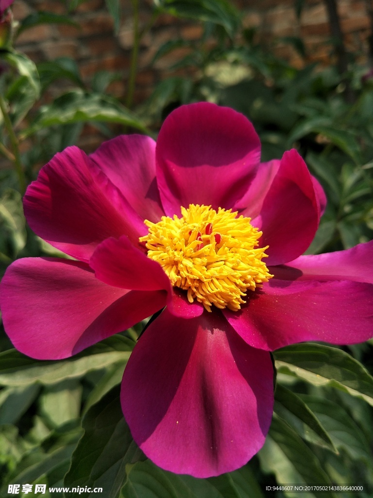芍药花