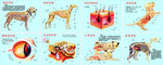 动物解剖结构  狗解剖结构